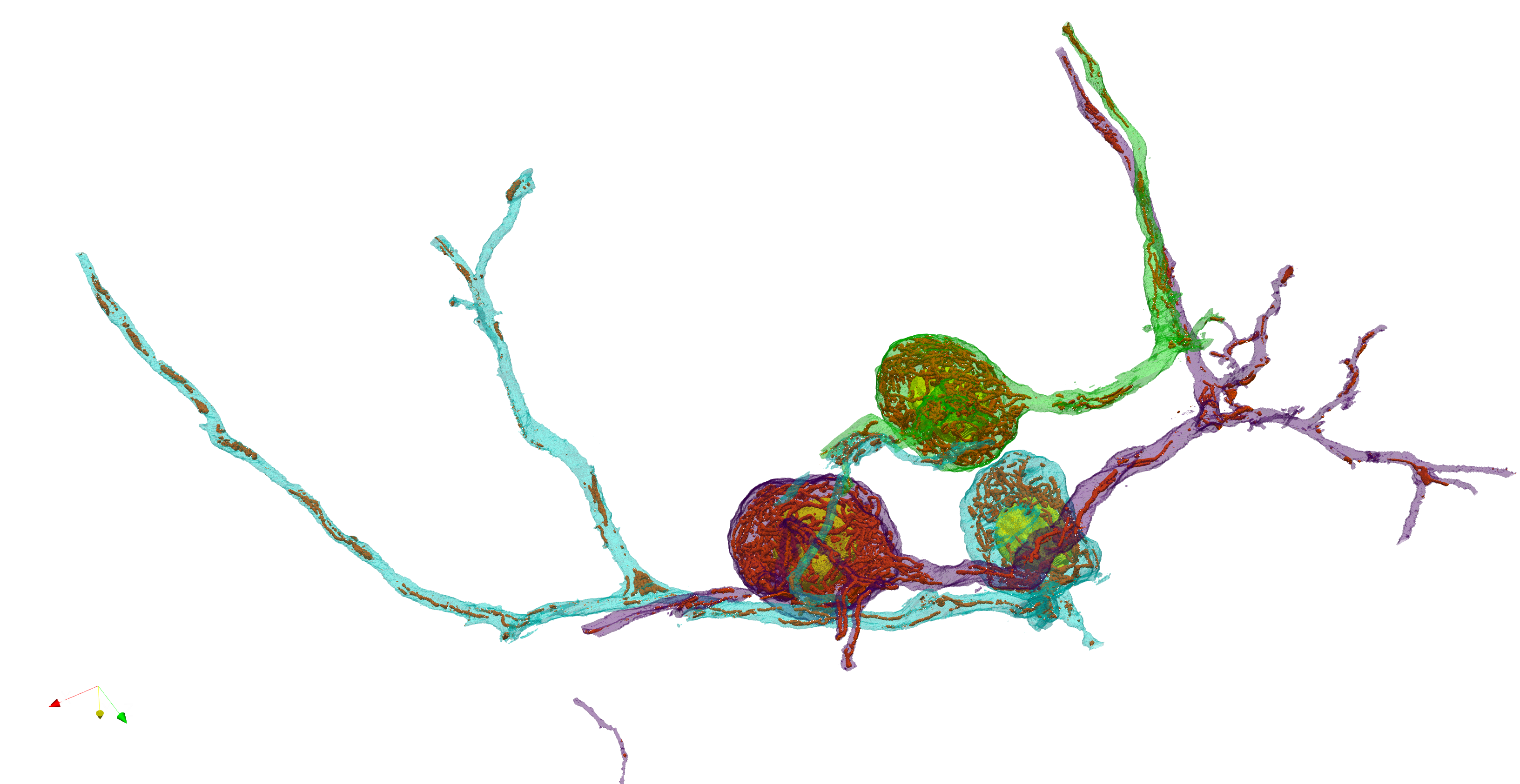 3D reconstruction of neurons, nuclei, and mitochondria