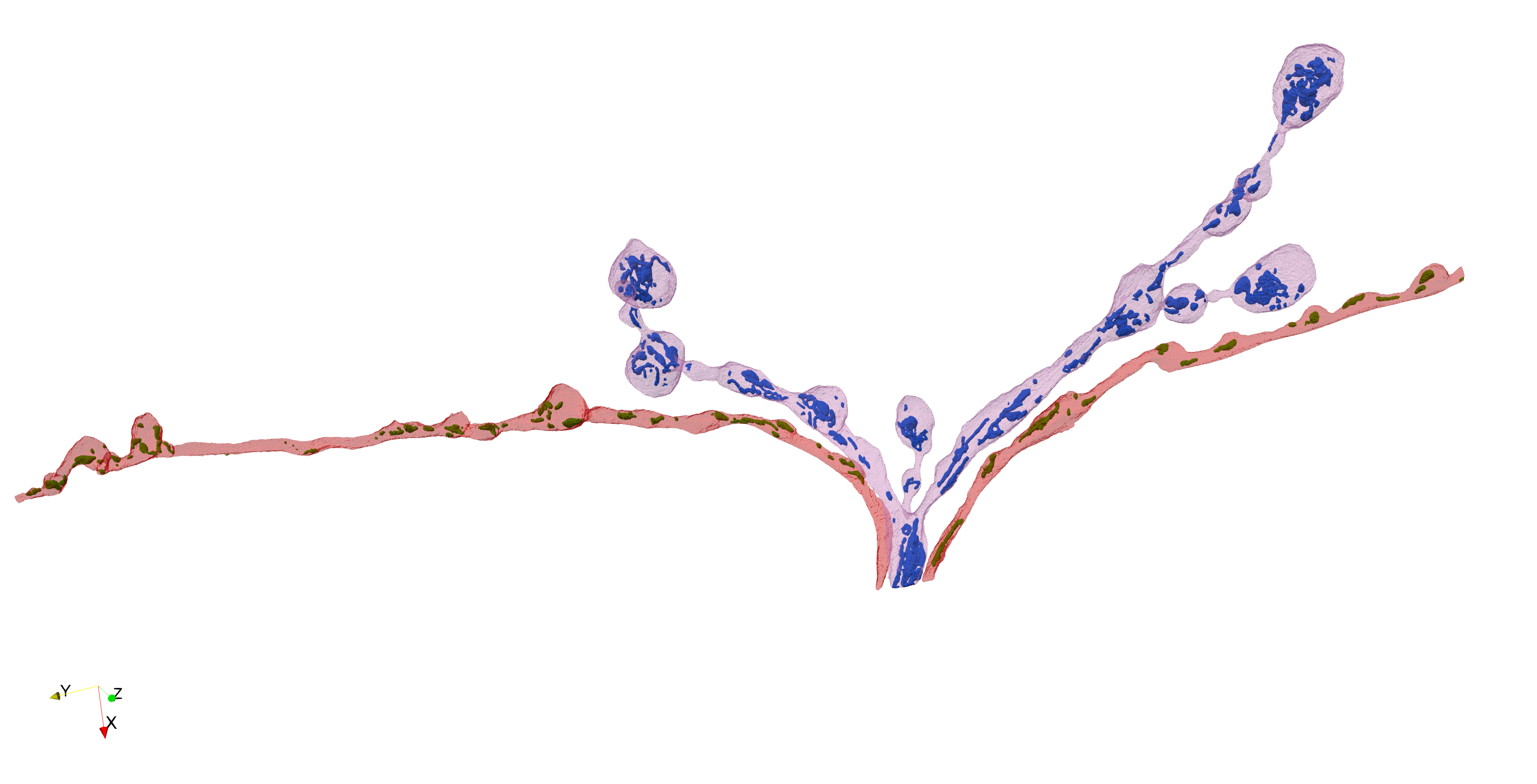 Annotated neuron branches preview